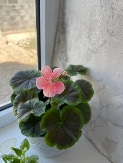 A close-up, eye-level shot captures a potted geranium with a single pink bloom and dark green leaves. The plant sits on a white windowsill. To the left of the geranium, a smaller seedling in a clear container is partially visible. Beyond the window, a blurry outdoor scene shows a rough, textured wall constructed of light-colored bricks, and a gravelly ground with scattered pebbles. The background inside the house features a textured, light-colored wall. The image lacks any indication of the city of Bujum, Kyrgyzstan.