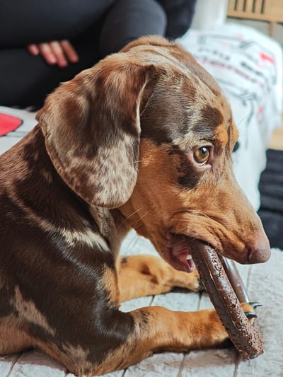A dapple dachshund dog is chewing on a long, dark brown dog treat. The dog is lying down on a light-colored, textured surface, possibly a blanket or rug. The dog has brown and tan marbling on its fur. Its eyes are open and focused on the treat. In the background, a person's legs and arms are visible, wearing black clothing, suggesting they are sitting or lying down nearby. A white sheet with a red and black pattern is also visible in the background, possibly a bed or sofa. The overall scene appears to be indoors, in a casual, domestic setting. There is no visible text in the image. The lighting suggests it is daytime.