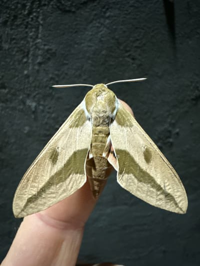 An adult moth, likely a hawk moth due to its size and wing shape, is being held on a person's finger. The moth has a tan body with darker brown markings on its wings. The background is a dark, textured surface. The image appears to have been taken in the city of Serebryakovka, Russia, though no specific landmarks are visible in the frame. The lighting suggests an indoor setting or an area with controlled lighting.