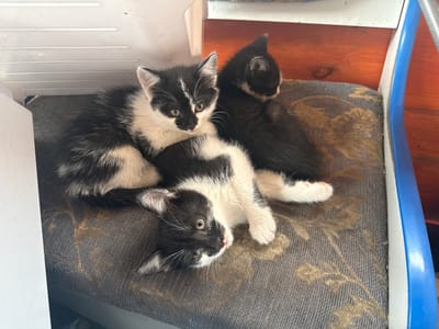 Three young kittens are nestled together on a cushioned surface. One kitten, predominantly black with white markings, is lying on its back, looking towards the camera with wide, curious eyes. Its front paws are splayed out. Another kitten, also black and white, is partially on top of the first, its head resting on the other kitten's back. This kitten's face is turned away from the camera, but its white muzzle and chest are visible. The third kitten is mostly black with some white on its chest and is curled up behind the other two, facing away from the viewer. The kittens appear comfortable and relaxed, possibly napping or resting together.

The surface they are lying on has a dark, textured fabric with a subtle floral or abstract pattern in shades of gold and brown. To the left of the kittens, there is a white, possibly plastic, surface with horizontal ridges. To the right, there is a wooden surface, likely a piece of furniture, with a prominent blue edge or trim. The overall scene suggests an indoor setting, possibly a cozy spot within a home. The lighting is bright, indicating it's likely daytime. There is no visible text in the image.