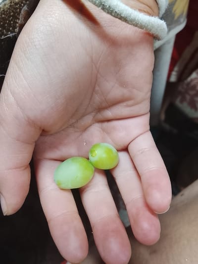 A close-up shot of a person's open palm holds two light green grapes. The grapes appear plump and slightly elongated, with a smooth surface and a subtle sheen. The hand is fair-skinned, with visible lines and textures on the palm and fingers. The background is blurred, suggesting an indoor setting. The presence of the grapes in the palm implies they are being held or offered. The location is unspecified.