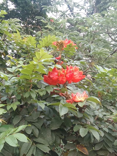 This image shows a close-up view of a tree with bright orange-red flowers and green leaves. The flowers have multiple petals that are ruffled and slightly curled, revealing a yellowish-orange interior. The leaves are large and ovate, with a glossy texture and distinct veins. Some of the leaves appear to be slightly wilted or have brown spots. The background is filled with more foliage and branches, suggesting a dense canopy. The overall impression is of a vibrant, natural scene, likely captured in a garden or park setting. The image is taken in Megamendung, Indonesia, a region known for its lush vegetation and natural beauty.