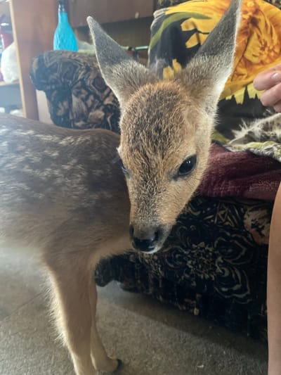 A fawn stands indoors, its head and chest filling the foreground, facing right. The fawn has a light brown coat with darker spots on its body. Its ears are large and pointed, and its eyes are dark and alert. Behind the fawn, a sofa with a patterned upholstery is visible. A blue bottle is on the left side of the sofa. The floor appears to be concrete. The background is blurred, but suggests an indoor setting. The image is taken at close range, focusing on the fawn's face. The fawn's location in the city of Znamenka, Russia is not determinable from the image itself.