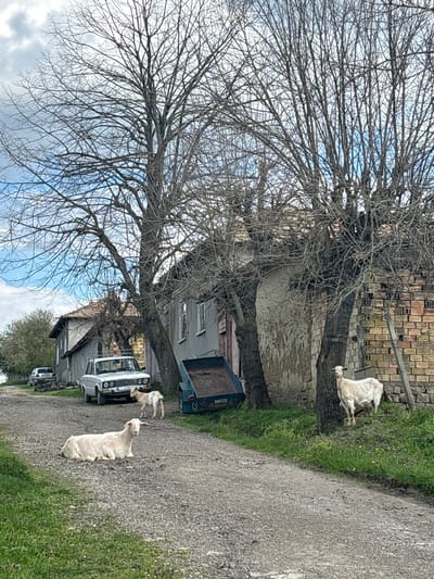 This daytime scene captures a rural village street in Presian, Bulgaria, characterized by older buildings, a large bare tree, and roaming goats.
In the foreground and midground, a dirt or gravel road stretches from right to left. To the right of the road, a grassy verge is visible. Three light-colored goats are the prominent living subjects. One white goat stands on a low brick wall or ledge on the far right, appearing to graze or observe its surroundings. Another larger, shaggy-haired white goat is positioned centrally on the gravel road, facing towards the left. A third, smaller light-colored goat stands near the front of a white car parked on the left side of the road.
A massive, deciduous tree with intricate bare branches dominates the left half of the image and extends towards the top. Its leafless state suggests either late autumn, winter, or early spring. Behind the tree and alongside the road are several traditional village houses, appearing somewhat aged. One building features an upper section of exposed brick and a lower section with peeling, light-colored stucco. Another house has a darker roof and walls.
Parked along the left side of the road are at least two vehicles. A white older model sedan, possibly a Lada, is visible, with the small goat near its front. Its license plate clearly shows "0304 AT" with an emblem preceding the numbers. Behind this car, a blue utility vehicle or trailer with an open bed is also parked. Another vehicle is faintly visible further down the road.
The sky, visible through the sparse branches of the tree, shows a mix of light blue patches and white clouds. The overall impression is a quiet, rustic village setting.