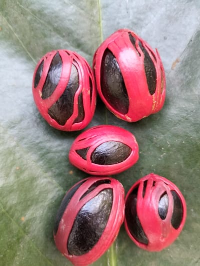 A close-up, top-down view displays five distinct nutmeg fruits. Each fruit features a bright red, partially open aril (mace) encasing a dark brown to black, shiny nutmeg seed. The mace exhibits a fibrous, irregular pattern as it splits to reveal the seed. The five fruits are positioned without a specific pattern on a large, dark green leaf that serves as the background, showing visible venation and a slightly uneven surface texture. The scene is illuminated by soft, ambient light. Location: Jambo Dalam, Indonesia.