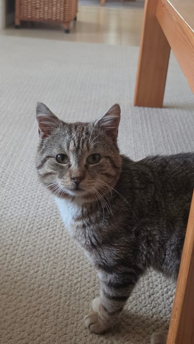 A gray tabby cat with white markings on its chest and face lies on a beige carpet, looking up at the camera. Part of a wooden table leg is visible in the upper left corner. The cat's fur is detailed, showing stripes and variations in color. The carpet has a looped texture. The cat is indoors. There is no information to place this image in Rogachevo, Bulgaria.
