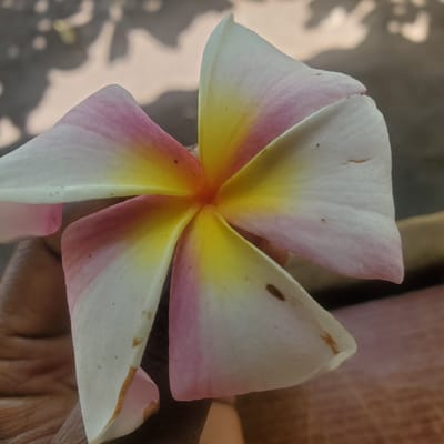 A close-up, eye-level shot showcases a pale pink and yellow frangipani flower being held in a person's hand in Ribina East, Nigeria. The flower's five petals, white with pink tips and a yellow center, are visible. The background consists of dappled sunlight on a textured surface. The person's hand, with visible lines and skin texture, supports the flower.