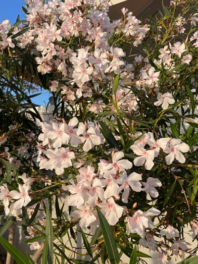 This media file is a close-up, overhead shot of a blooming oleander bush in full bloom, featuring numerous clusters of delicate, pale pink and white flowers. The flowers have five petals each and a faint pink blush at their centers. Long, slender, deep green leaves are interspersed among the blossoms, some catching the sunlight and appearing slightly illuminated. The branches of the bush are visible, appearing woody and thin. In the background, a blurred white structure, likely a wall or building, is visible, and a sliver of bright blue sky is present in the lower left quadrant. The lighting suggests it is daytime, possibly late afternoon given the warm, directional sunlight casting shadows and highlighting the petals. There is no visible text. The scene evokes a sense of warmth and natural beauty, characteristic of a sunny day in a Mediterranean climate like Canet d'en Berenguer, Spain.