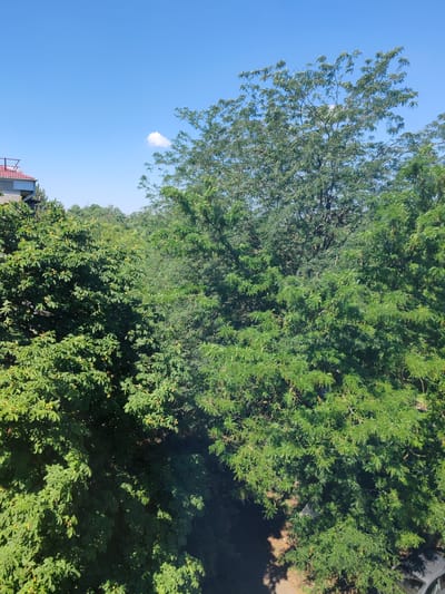 The image depicts a sunny day with a clear blue sky over a lush green canopy of trees. A single white cloud is visible in the upper right portion of the sky. In the upper left corner, a portion of a building with a red-tiled roof and gray siding is visible, suggesting an urban or suburban setting. The trees are dense and varied, with some appearing larger and taller than others. The foliage is vibrant green, indicating a warm season. There are no people or animals visible in the image, nor any obvious actions or interactions taking place. The scene appears peaceful and natural, with a hint of human habitation due to the building. This scene could be located in Loris, Russia, or any other location with a similar climate and environment.