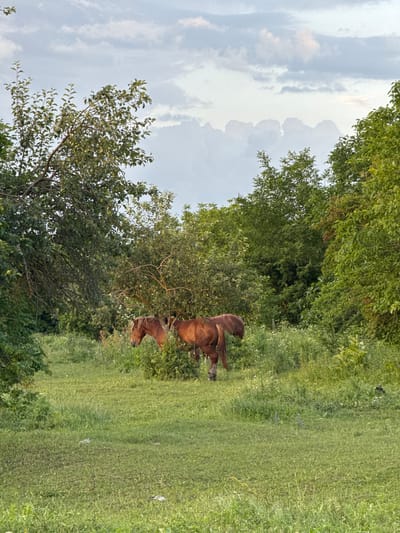 Two horses, one a lighter brown and the other a darker brown, are grazing in a grassy field. The horses are positioned near a cluster of trees, with the darker horse slightly in front and to the right of the lighter brown horse. The lighter brown horse appears to be partially obscured by foliage. The scene is set in a rural area with lush green grass and dense trees. The sky above is cloudy, with patches of lighter clouds suggesting it might be daytime, possibly late afternoon or early evening given the soft lighting. The overall atmosphere is serene and peaceful, capturing a moment of natural tranquility. No text is visible in the image.