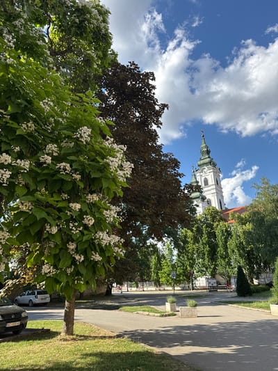The image depicts a sunlit outdoor scene in Becej, Serbia, centered on the Serbian Orthodox Church of Saint George (Crkva Svetog Đorđa). In the left foreground, a Catalpa tree (Indian Bean Tree) with large green leaves and clusters of small white flowers dominates, casting shadows across a grassy area and a paved street. A dark-colored car, likely a Fiat Punto, with Serbian license plate "BC 056-HO" is parked on the left, partially obscured by the tree trunk. Behind it, a white hatchback car, possibly an Opel Astra G, is also parked.

The prominent feature in the mid-ground and background is the white Baroque-style church, topped with multiple green-domed steeples, a clock face, and crosses at its highest points. A red-tiled roof is visible behind the main steeple. The church is framed by various green deciduous trees and shrubs, including a tree with darker, possibly reddish-brown leaves, on the right.

The sky above is bright blue with scattered white cumulus clouds. In the mid-ground, a paved pedestrian path winds through a park area. Stone planters with green foliage are placed along the path. A circular blue sign with a white bicycle symbol and the word "ZONA" (Zone) is visible in the park. Further back, benches and what appear to be information boards or kiosks are present. A person wearing a red shirt is walking on a path in the background park area. Strong shadows indicate bright daylight conditions.