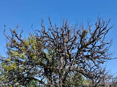 The image shows a dense canopy of a tree against a clear blue sky. The tree has numerous gnarled and twisted branches, many of which are bare, interspersed with some green foliage. On the left side of the frame, a small dark bird is captured in mid-flight. The scene appears to be outdoors, with the sky being the dominant background element. No specific location in Ukeshi, Georgia, can be determined from the image.