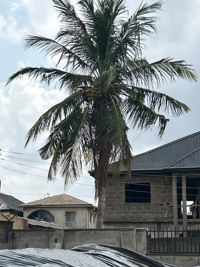 The image shows a coconut tree in Ashipa, Nigeria, in front of a building under construction. The sky is overcast.
