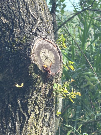 The image shows a close-up of a tree trunk with a freshly cut branch. A hornet with orange and black markings is perched on the cut surface of the branch. Several small green leaves are growing from the trunk and branches of the tree. In the background, out of focus, is a dense green forest. The scene appears to be outdoors, likely in a natural setting, and does not provide specific details about a location in Turnhout, Belgium.