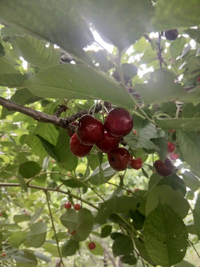 This media file displays a close-up, slightly tilted view of a cherry tree branch laden with ripe cherries. The cherries are a deep red, some almost black, and appear plump and glossy. They are clustered together on thin stems, attached to a rough, textured branch. Green leaves, some with visible veins and small holes, surround the fruit. The background is a soft blur of more green foliage and dappled sunlight, suggesting an outdoor setting on a bright day. The perspective is from below, looking up into the branches, giving a sense of being under the tree. There are no people or animals visible. The overall impression is one of natural abundance and the freshness of summer fruit. The location context provided is Syrt, Kyrgyzstan, which aligns with an agricultural or natural landscape. There is no visible text in the image.