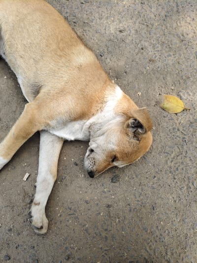 A light brown dog lies asleep on a gray asphalt surface. The dog's head is near a dry, yellow leaf. Its paws are visible, with one leg extended forward. The dog's fur appears smooth. The surface the dog rests on is textured and uneven. There is a small, light-colored object near the dog's paw.