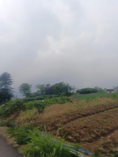 The image displays an overcast rural landscape in Morrumbala, Mozambique. The upper half is dominated by a bright grey, cloudy sky. In the bottom left foreground, a segment of a dark asphalt road is visible, flanked by tall green grass and blue elements, possibly hoses or pipes. The midground consists of gently sloping terrain with distinct rows of cultivated brown earth containing small green sprouts, indicative of crops, primarily on the right side. This cultivated area is interspersed with patches of dry brown vegetation and more vibrant green foliage and small trees. The background features a line of varied trees, including a prominent dark coniferous tree on the far left. A light-colored building with a dark roof is partially visible in the far right background, nestled amongst the trees. No people, animals, or significant activities are depicted.