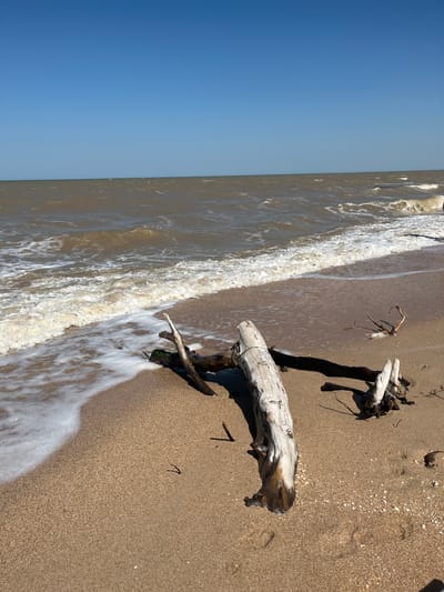 An eye-level, full shot captures a section of the sandy shore in Dolzhanskaya, Russia, under a clear blue sky. In the foreground, several pieces of weathered driftwood lie scattered on the tan sand, with one prominent piece of pale, smooth wood angled towards the right. The ocean, a muted brown color, rolls in with moderate waves that create a foamy white edge along the shoreline. The water stretches to the horizon, meeting the sky in a clean, distinct line. The scene is devoid of people.