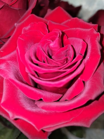 A detailed examination reveals a close-up, top-down perspective of a single, dark red rose in full bloom, centrally positioned and occupying the majority of the frame. The rose features numerous tightly packed petals, exhibiting a deep crimson color with slight variations in saturation and tone across their velvety surfaces. The petals form a distinct spiral pattern leading into the flower's core. Minute, light-colored specks are visible on several petals. The background is out of focus, showing blurred forms of additional dark red petals and indistinct darker areas, suggesting other roses or foliage in close proximity. No individuals are present. The scene is located in the city of Карамыш, Russia.