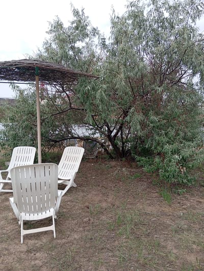 This image depicts a natural scene with a focus on beach chairs and a large tree. In the foreground, three white plastic lounge chairs are arranged on a sandy, grassy area. One chair is closest to the viewer and is viewed from the back. Two other chairs are positioned to its left and slightly behind it. Behind the chairs, a large, leafy tree with slender, silvery-green leaves dominates the midground. The tree's branches extend widely, creating a dense canopy. To the left of the tree, a woven umbrella with a light-colored pole provides shade. The background reveals a body of water and hints of structures on the far side. The overall impression is of a tranquil outdoor setting, possibly a beach or a park area near water, located in Sol-Iletsk, Russia.