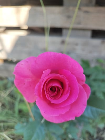 A close-up, eye-level, vertical shot shows a vibrant pink rose in full bloom. The rose is centered in the frame, with its petals unfurling to reveal a tightly coiled center. The background is blurred, but appears to be an outdoor setting. To the left, a wooden structure, possibly a pallet or fence, is visible, painted a light, desaturated color. To the right and in the lower portion of the frame, out-of-focus green foliage and grass are present. A thin, light green stem or blade of grass runs vertically through the image behind the rose. The lighting suggests it is daytime, with soft, diffused light illuminating the rose. The location is Kudashivka, Ukraine.