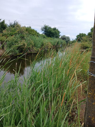 The image captures a tranquil canal scene bordered by lush vegetation. Tall, green reeds and cattails line the water's edge, with some reeds showing dried, brown tips. The water is dark and reflects the overcast sky and surrounding foliage. In the background, a dense line of trees and bushes forms a natural barrier, with hints of red berries on some of the bushes. The sky is cloudy and muted. To the right of the frame, a weathered wooden post stands, partially covered in moss and with a wire fence attached. The scene is peaceful and appears to be in a natural or semi-natural setting, likely in or near Novaya Kosa, Russia, given the context. There are no people or animals visible in the frame.