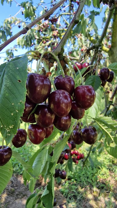 This is a close-up, vertical, outdoor, eye-level shot of a cluster of ripe, dark red cherries hanging from a tree branch. The cherries are round with smooth, glossy skin and are attached to the branch by thin green stems. Some cherries are clustered tightly together, while others are more spaced out. Several green leaves with visible veins are interspersed among the cherries. The background is a blur of more cherry branches, leaves, and some green foliage on the ground, suggesting an orchard or garden setting. The sky is visible in the upper portion of the image, appearing bright blue with some wispy clouds. The lighting suggests a sunny day. The image appears to have been taken in Detmold, Germany, likely in a cherry orchard.