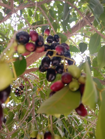 The image shows a close-up view of a Java plum tree (Syzygium cumini), also known as Jambolan, with bunches of its ripening fruits hanging from the branches. The fruits are in various stages of ripeness, ranging from green and red to dark purple. The tree has lush green leaves. The background shows branches, leaves, and sunlight filtering through the canopy. The image appears to have been taken outdoors during daylight, likely in Maisandari Wi, Nigeria, but no specific location details are identifiable from the image itself.