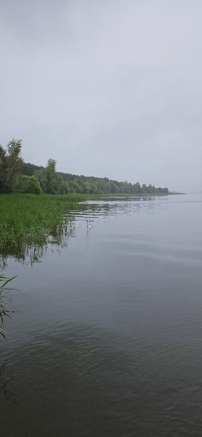 The image captures a serene, overcast day on a lake or wide river, likely in or near the village of Rozhdestveno, Russia. The foreground is dominated by the calm, gray water, with gentle ripples disturbing its surface. On the left bank, tall green grass and reeds grow lushly, extending towards the water. Beyond the reeds, a dense line of trees, primarily deciduous with some coniferous evergreens, forms a dark green barrier along the horizon. The sky is a uniform, light gray, suggesting cloudy or misty conditions, which contribute to the subdued and peaceful atmosphere of the scene. There are no people or any visible signs of human activity in the image. The water reflects the muted light and the dark treeline, creating a sense of depth and tranquility.