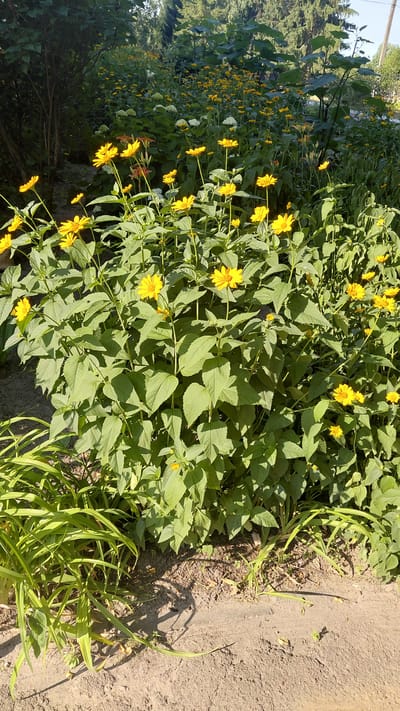 The image depicts a vibrant garden scene in Borodianka, Ukraine, bathed in bright sunlight. The foreground is dominated by a lush cluster of bright yellow flowers with prominent green leaves. These flowers, likely Heliopsis helianthoides or similar, are in full bloom, with some petals slightly curled and others fully open. To the left, a patch of slender green grass blades adds a contrasting texture. The ground beneath the plants is a mixture of dry soil and scattered leaves, with a distinct shadow line indicating a raised edge or path. In the mid-ground and background, a dense arrangement of similar yellow flowers stretches into the distance, interspersed with some white blooms and the darker green foliage of larger plants and trees. The overall impression is one of a well-maintained, thriving garden, suggesting a peaceful and flourishing natural environment within the Ukrainian landscape.