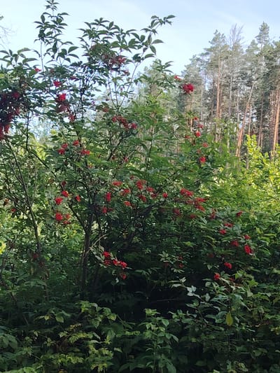 The image depicts a dense thicket of green foliage, dominated by a prominent bush laden with clusters of small, bright red berries. The bush occupies the foreground and midground, with its branches reaching upwards and outwards, interspersed with dark green leaves. Behind the bush, a forest of tall, slender pine trees with pale trunks can be seen against a pale blue sky, suggesting an outdoor, natural environment. The overall impression is one of lush vegetation in a wooded area. No people or animals are visible in the frame. The scene is characteristic of a natural landscape that could be found in the rural vicinity of Цярэшкавіцкі сельскі Савет, Belarus, specifically in a forest edge or clearing.