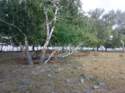 The image depicts a natural scene with a focus on birch trees and a rocky, grassy shoreline. The trees are characterized by their white bark and abundant green foliage. In the foreground, the ground is covered with scattered rocks of various sizes, interspersed with dry grass and some patches of green vegetation. The shoreline is visible in the background, with the water appearing calm. Several birch trees are leaning towards the water, with some fallen branches lying on the ground. The overall impression is of a natural, somewhat untamed landscape. The location in Savinka, Kazakhstan, suggests a potentially rural or recreational setting, likely near a body of water. There are no people or animals visible in the image. The sky is mostly obscured by the trees and foliage, but appears to be bright, indicating daylight.
