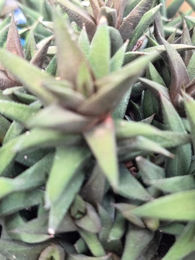 This is a close-up, overhead shot of a cluster of fuzzy, green and purplish succulents. The plants have thick, pointed leaves that are densely packed together. The lighting is bright, and the background is blurred, suggesting an outdoor or well-lit indoor setting. The image does not contain any information to suggest a specific location in the city of Bireuenmeunasahreuleut, Indonesia, or any people or actions.