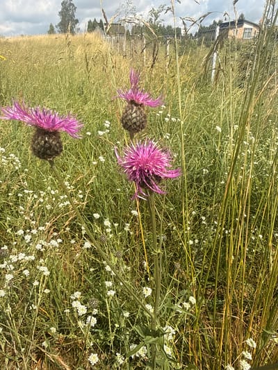This is a medium-distance, eye-level, outdoor shot of a field of tall green and yellow grass with several large purple thistle-like flowers in focus. The thistles have spiky, deep purple petals and dark, bulbous centers. They are scattered throughout the foreground and midground. In the background, a wooden fence runs horizontally across the frame, with a building that appears to be a house visible beyond it. The sky is overcast with patches of grey and white clouds. The scene is set in Aukštieji Rusokai, Lithuania, and depicts a natural, wild environment with a domestic structure in the distance. There are no people or animals visible in the image.