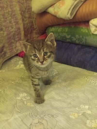 A young tabby kitten stands on a light-colored blanket with a floral pattern. The kitten is facing the camera with its front paws on the blanket and its body angled slightly. It has green eyes and a striped pattern on its fur. Behind the kitten, there are stacked blankets in various colors: purple, green, orange, and a patterned beige and pink one. The environment appears to be indoors, possibly a bedroom or living area. The location is stated as Ынтымак, Kyrgyzstan, but this cannot be visually verified from the image alone.