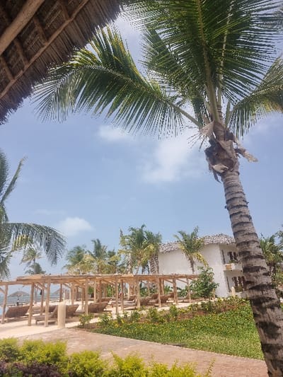 The image displays an outdoor scene at a resort in Michamvi Kae, Tanzania, under a clear blue sky with scattered white clouds. The upper left corner shows a segment of a thatched roof structure. A tall palm tree with a textured trunk and green fronds dominates the right side of the frame. In the mid-ground, multiple rows of wooden pergolas provide shade over numerous light-colored lounge chairs. Behind these structures, a multi-story white building with a thatched roof is visible, set amidst additional palm trees and green foliage. A paved pathway, constructed from light-colored interlocking bricks, traverses the lower portion of the image, flanked by garden beds containing green and yellow plants. In the distant background to the left, several small thatched parasols are discernible, indicative of a beach or pool area. No individuals are present.