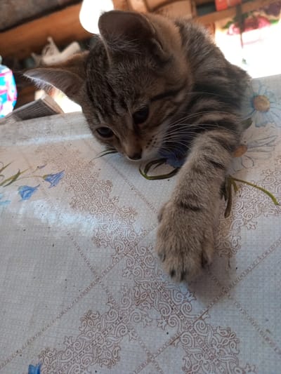 A tabby kitten is lying on a table covered with a patterned tablecloth. The kitten is looking down with its head resting on its paws. The tablecloth has a floral design with blue flowers and a delicate brown border. In the background, there is some wooden furniture and a bright light source. The overall scene suggests a domestic setting, likely a home. The image was taken in Zavyalovo, Russia.