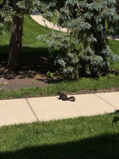 A dark-colored squirrel is visible on a concrete sidewalk in Vernon Hills, United States of America. The squirrel is positioned in the center of the frame, facing left. The sidewalk is adjacent to a strip of grass, which in turn borders a darker, mulched area. In the background, a large conifer tree with blue-green needles casts a shadow on the ground, and a paved pathway winds through a grassy area. The scene appears to be outdoors in daylight.