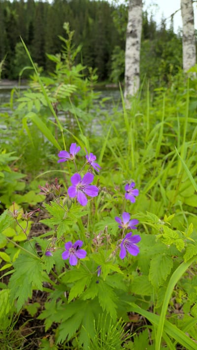 The image shows a cluster of wild purple flowers with five petals, likely cranesbill or geraniums, growing in lush green foliage near a body of water. In the background, a dense forest of dark green conifers is visible, punctuated by the vertical white trunks of birch trees. The scene suggests a natural, undeveloped area. The location is identified as Trofors, Norway. There are no people or animals clearly depicted, and no specific actions or interactions are evident. The environment is characterized by abundant vegetation, a water source, and woodland.