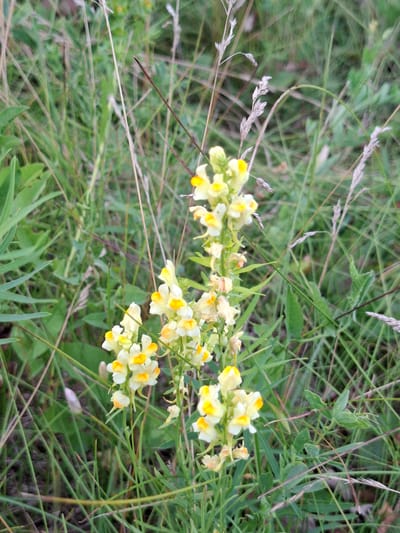 The image shows a close-up of yellow and white flowers with green foliage in a natural outdoor setting. The flowers are small and clustered on thin stems. They appear to be growing in a wild or uncultivated area, with other grasses and plants visible in the background. There is no indication of any specific location within the city of Bulaev, Kazakhstan. The lighting suggests it is daytime, possibly overcast.