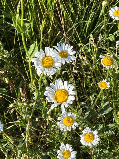 A close-up, high-angle shot captures a cluster of white daisies with bright yellow centers amidst lush green grass and foliage. The daisies are in various stages of bloom, with some appearing more fully opened than others. The lighting suggests it is daytime, with sunlight casting shadows and highlighting the textures of the petals and leaves. The scene appears to be an outdoor natural environment, possibly a meadow or roadside in Le Sentier, Switzerland. No people or animals are visible in the image, and no specific actions or interactions are depicted. The focus is entirely on the flora.