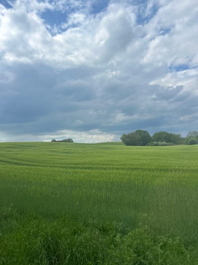 A landscape photograph showing a field in Grambow, Germany under a cloudy sky. The field occupies the right side of the frame and consists of dense, green vegetation, likely crops. Along the horizon, trees are visible, separating the field from the sky. The sky takes up the left half of the frame and is filled with a mix of white and gray clouds against a blue background.
