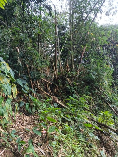 The image captures a dense, overgrown natural scene dominated by a thick stand of bamboo, likely on a sloping hillside or bank. Numerous bamboo culms, varying in thickness and height, rise vertically towards the top of the frame, their leafy branches contributing to the verdant canopy. Some bamboo stalks are seen leaning or lying horizontally across the terrain, with several showing evidence of being cut or broken, possibly from past harvesting or natural causes.
The ground is heavily covered with a layer of dry, light-brown bamboo leaves and other organic debris, interspersed with a variety of smaller green plants and broad-leafed foliage, particularly prominent in the lower left. In the lower-middle section, on a horizontal bamboo stalk, a small, spherical cluster of tangled plant material, possibly a bird's nest, is visible. Amidst the dry leaves in the bottom-left corner, a small, partially obscured red and white object, possibly a piece of litter, can be discerned.
The scene depicts a lush, wild environment under what appears to be an overcast daytime sky, given the diffused lighting and lack of strong shadows. The abundant and vigorous plant growth suggests a warm, humid climate, consistent with the provided location context of Nebilver (Tegal) Admin Centre, Papua New Guinea. No people or animals are present, and there is no visible text. The image portrays a static moment of rich tropical vegetation.
