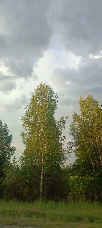 The image shows a view of trees and grass against a cloudy sky. The trees appear to be birch trees, with their characteristic white bark. They are surrounded by dense green foliage. The sky is filled with dramatic, dark gray clouds, suggesting an overcast day or approaching storm. The overall impression is of a natural landscape, possibly in a rural or park-like setting. There are no people or specific landmarks visible that would indicate a precise location within the city of Малышево, Russia. The grass in the foreground is green and appears to be a roadside or field area.