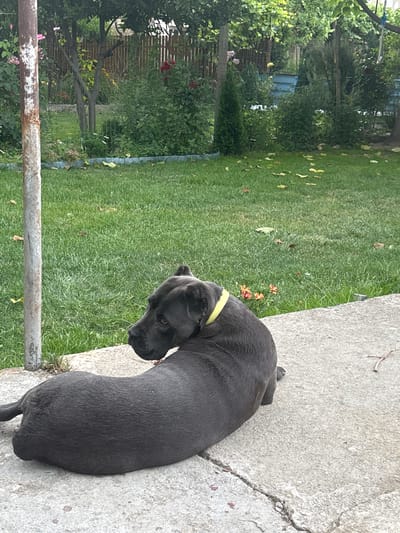 This image captures an outdoor scene, likely a backyard or garden in Damianitsa, Bulgaria, during daytime under bright, clear weather conditions. The main subject is a dark gray dog, possibly a Cane Corso or similar breed, wearing a bright yellow collar. The dog is lying curled on a light gray concrete surface, which occupies the right and bottom right portions of the frame. Its head is turned to its left, looking away from the camera and towards the green lawn. The dog appears calm and relaxed.

To the left of the concrete path, a vibrant green lawn stretches into the background, dotted with scattered yellow leaves. The background features dense, lush vegetation, including various green bushes, trees, and plants, creating a natural, verdant setting. Hints of red and pink flowers can be seen interspersed within the foliage. A wooden fence is partially visible through the greenery in the mid-ground. In the bottom left corner, a weathered, rusted metal railing or pipe runs horizontally across the foreground. There is no visible text in the image.