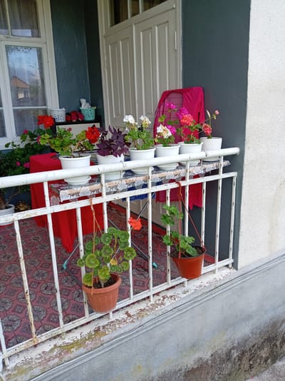 The image depicts a balcony adorned with various potted plants, located on the exterior of a building in the city of Khwap, Abkhazia. The balcony features a white metal railing, beneath which a red carpet with an intricate pattern is visible. Several potted plants are arranged on a table placed on the balcony, including red, white, and pink flowering plants, as well as a plant with dark purple leaves. Two additional potted plants hang from the balcony railing. Behind the plants, a white-paneled door and a window are visible. A bright pink garment is draped over the railing. The building exterior shows a dark grey wall and a lighter, textured wall. The ground beneath the balcony is not visible, but the presence of a carpet suggests it is a covered or enclosed space. The scene appears to be set during daytime, with natural light illuminating the area. There are no people visible in the image.