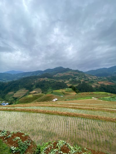 The image depicts a wide view of terraced rice paddies in Pung Luong, Vietnam. The sky is overcast with gray clouds. The foreground features flooded rice paddies with young green rice shoots planted in neat rows. The water in the paddies reflects the overcast sky and the rice seedlings. Brown soil mounds separate the rows of paddies. In the middle ground and background, the landscape transitions to steeper hillsides covered in more terraced fields, some appearing golden brown from recent harvest or preparation, and others green with vegetation. Patches of trees and scattered houses with blue roofs are visible on the hills. The farthest hills are a muted green, receding into the distance under the cloudy sky. The overall scene conveys a rural, agricultural landscape.