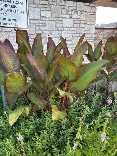 A cluster of large, dark red and green tropical plants with broad leaves stands in front of a light-colored, rough-hewn stone wall. The wall appears to be part of a building's exterior. In the foreground, smaller green plants and a few small purple flowers are visible. Above the stone wall, a portion of a modern building with a dark roofline is visible, with a bright sky in the background. A white sign with black text is partially visible on the left side of the image, with text including "SONORA, TX." The overall scene suggests an outdoor landscaping element in Sonora, Texas.
