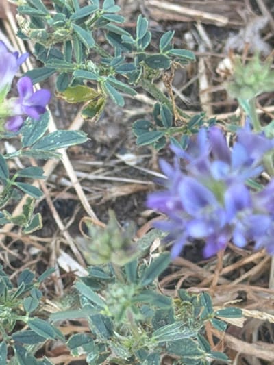 The image displays a close-up view of a flowering plant with small purple blossoms and green leaves. The plant is situated amongst dry, straw-like vegetation and soil. The lighting suggests an outdoor environment, likely during the day. There are no people or animals visible in the frame. The focus is primarily on the botanical elements, with the background blurred. The specific location in Valdefresno, Spain, is not discernible from the visual information provided in the image itself.