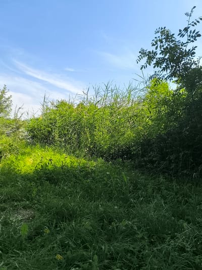 The image presents a dense, overgrown area in Chézenas, France. The foreground is dominated by tall grass, partially obscuring the ground. Behind the grass, a wall of reeds and other foliage forms a dense barrier. A tree with dark green leaves is visible on the right side of the image. The sky, visible above the vegetation, is blue with thin, wispy clouds. Light and shadows play across the scene, creating contrasting areas of brightness and shade. No people or animals are visible.